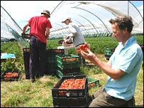 Fruit pickers