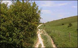 Chalk downland and trackway