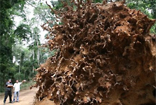 Naturally fallen trees in a rainforest in Ghana