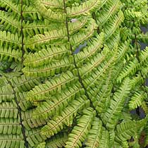 Dryopteris wallichiana