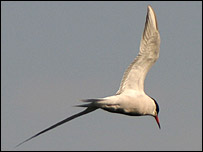 common tern