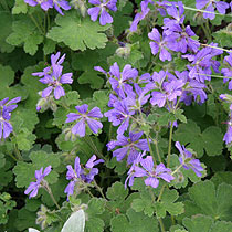 Geranium 'Philipe Vapelle'