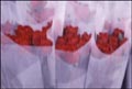 Red roses