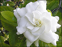 Gardenia jaminoides