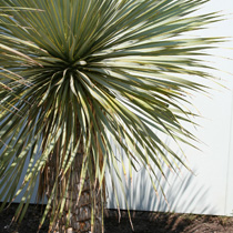 Yucca rostrata