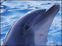 Bottlenose dolphin