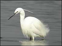 Egret