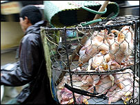 Một người chở gà chết ở Việt Nam