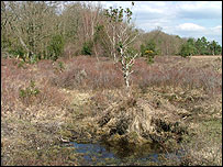 New Forest Wetlands