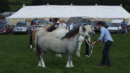 Merlod Sioe Llangeitho