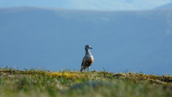 Kevin Masson shot this picture of a dotterel on Glas Maol in the Cairngorms.