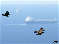 پرندگان - عکس از آرشيو