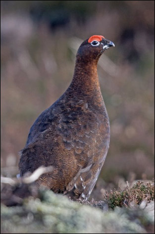 Grouse ...image Ray Scott