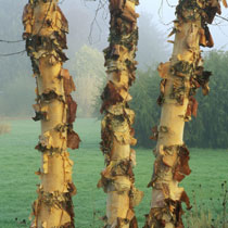Betula nigra 'Heritage'