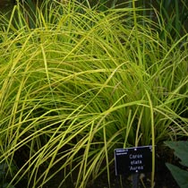 Carex elata 'Aurea'