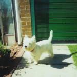 This is Benji who has the freedom to chase sqirrels in the woods watering and sniffing every thing in site.