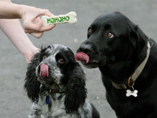 Dogs licking lips while looking at a canine treat