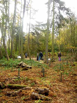 Tree planting