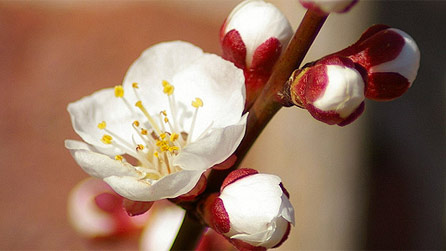 Blossom by Belinda Evans