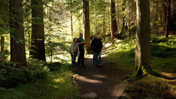 People looking up into the trees to try and spot a red squirrel
