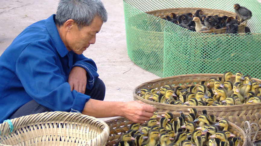 Chicks for sale at market - Bei Bei.