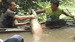 Bruce finally manages to catch the biggest fish in the Amazon - a pirarucu.