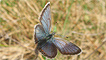 An adonis butterfly by David Curtis