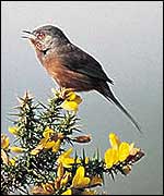 Dartford Warbler