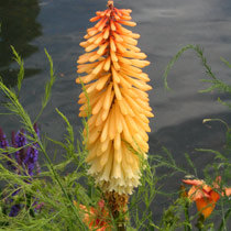 Kniphofia 'Tawny King'
