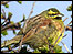 A cirl bunting