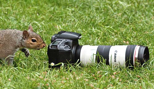 A grey squirrel tries out life on the other side of the lens. Image by Eddie Evans.