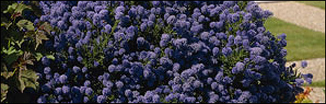Ceonothus