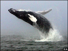 Humpback_whale
