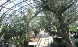 Plants in greenhouse