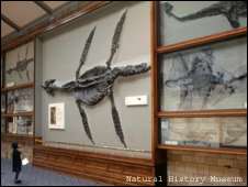 ichthyosaur skeleton