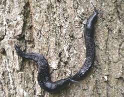 A couple of the world's largest slug, the 'Ash-Black'.