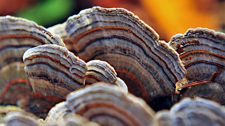 A colourful turkey tail by Gale Jolly.