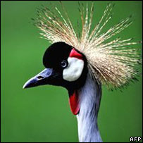 bird picture from afp