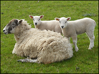 The farm has lots of lambs