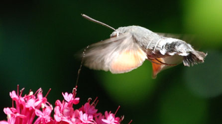 hummingbird_hawkmoth.jpg
