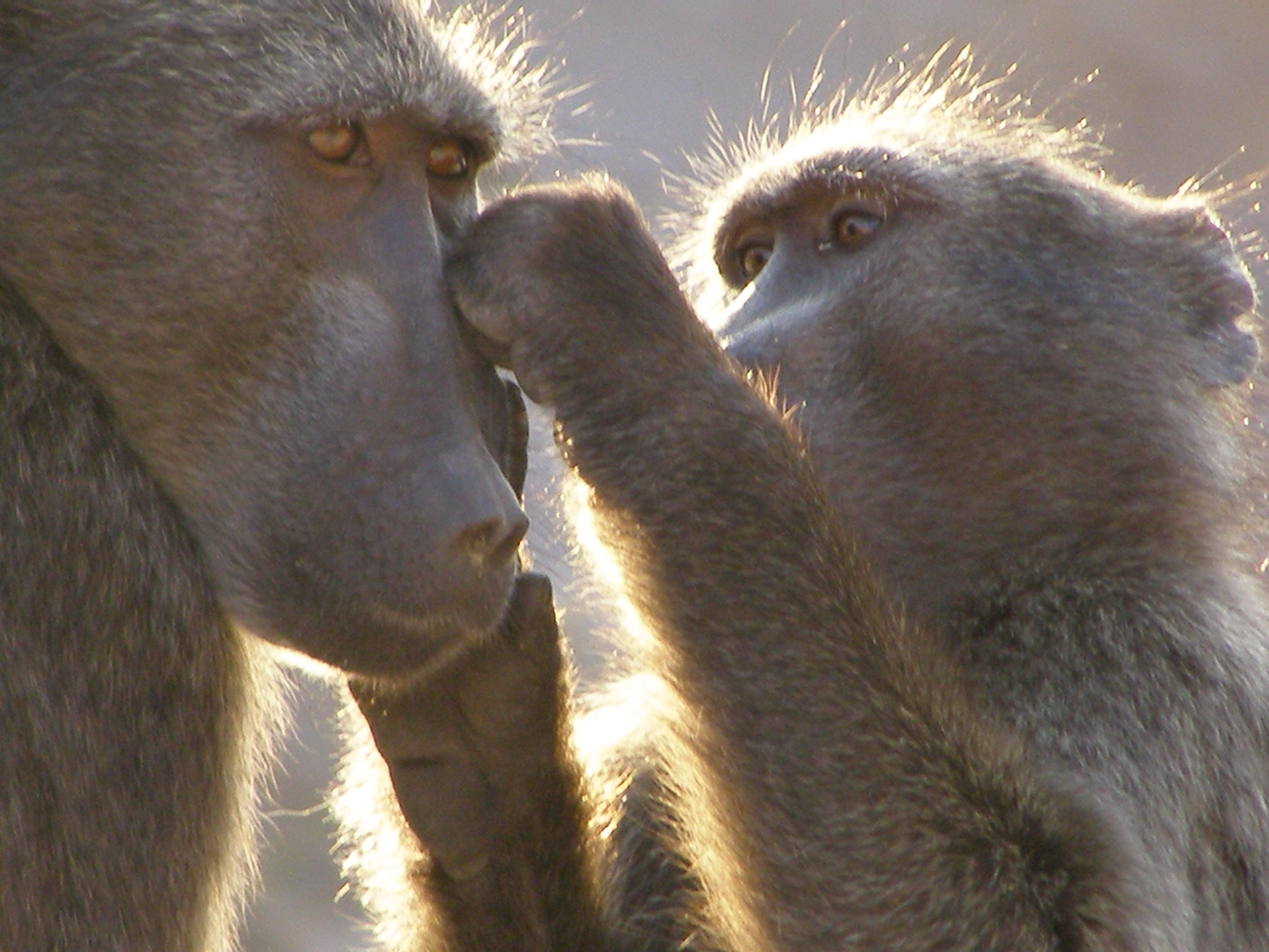 Baboons grooming (image: Andrew King/ZSL Tsaobis Baboon Project)