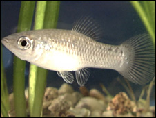 ایمازون مولی مچھلی