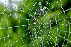 Spider web