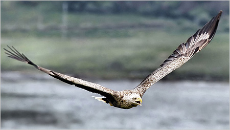 Sea Eagle c/o Iain Erskine