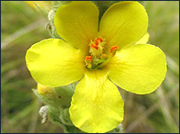 Verbascum