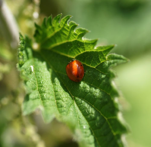 Lesser-spotted ladybird (Harmonia axyridis) © David Laws.