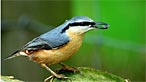 Nuthatch. Photo: Mark Goodwin