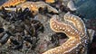 Common starfish and mussels by Rob Gibbs