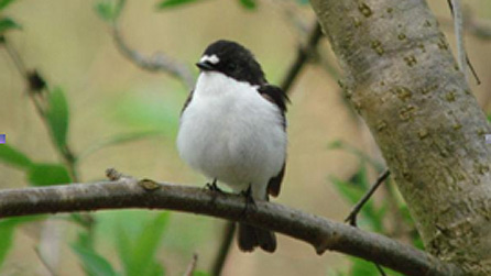 pied_flycatcher.jpg