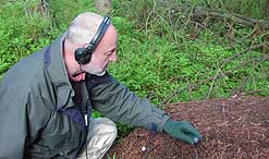 Wildlife sound recordist Chris Watson inserts microphone into wood ant nest and listens